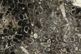4.2" Polished Fossil Turritella Agate Stand Up - Wyoming - #193591-1